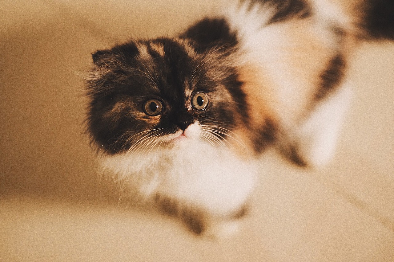 Pet-Friendly Home Safety Measures